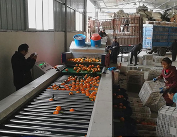 臍橙帶葉分級(jí)