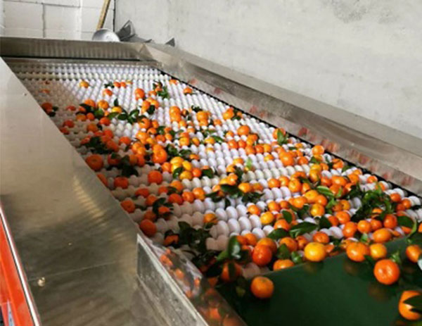 砂糖橘帶葉分級(jí)